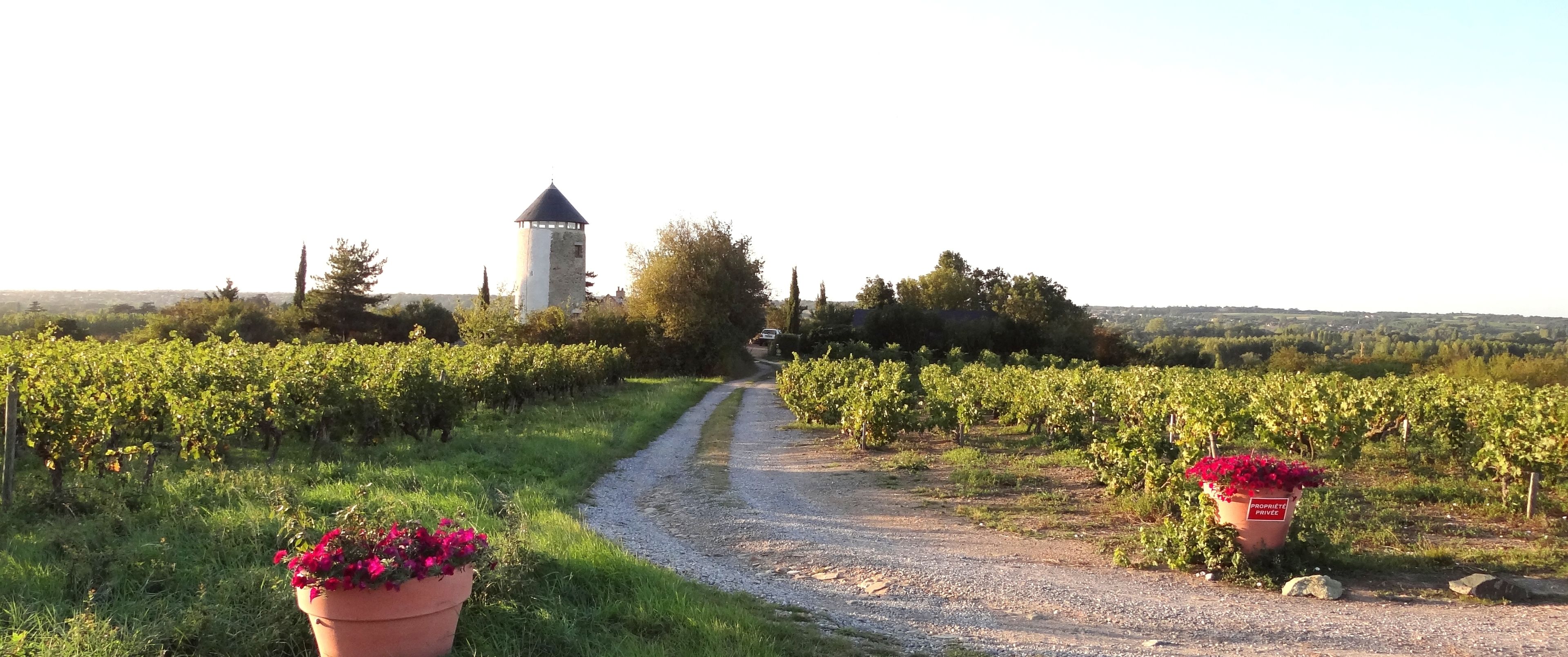 Un sendero entre viñedos, con una torre al fondo.