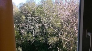 A window with a view of a tree and dense foliage. - Rustic house, sea view, 6 people, terrace with barbecue.  (Sesimbra)