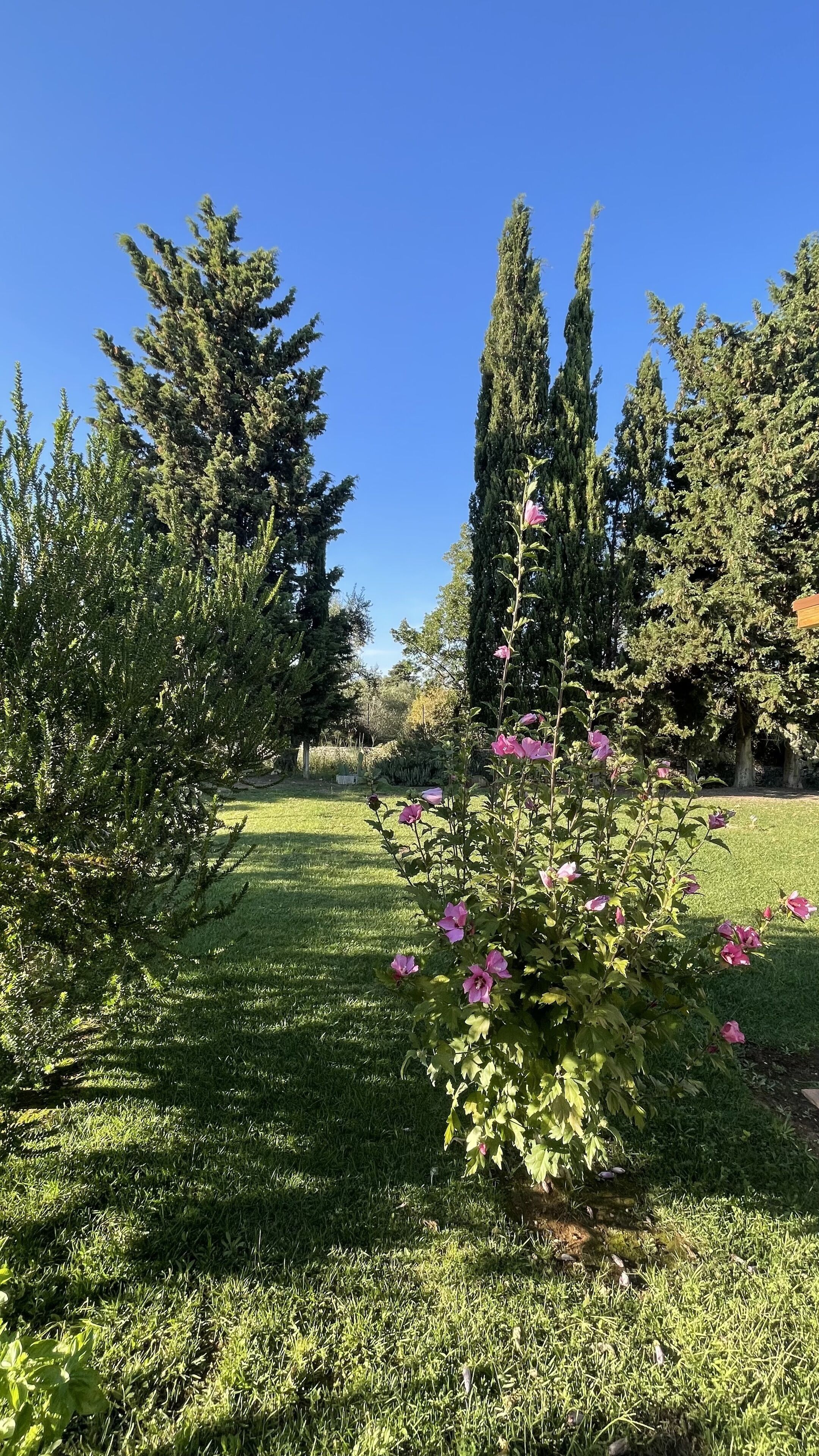 Un jardín bien cuidado con diversas especies de árboles y plantas florecientes.