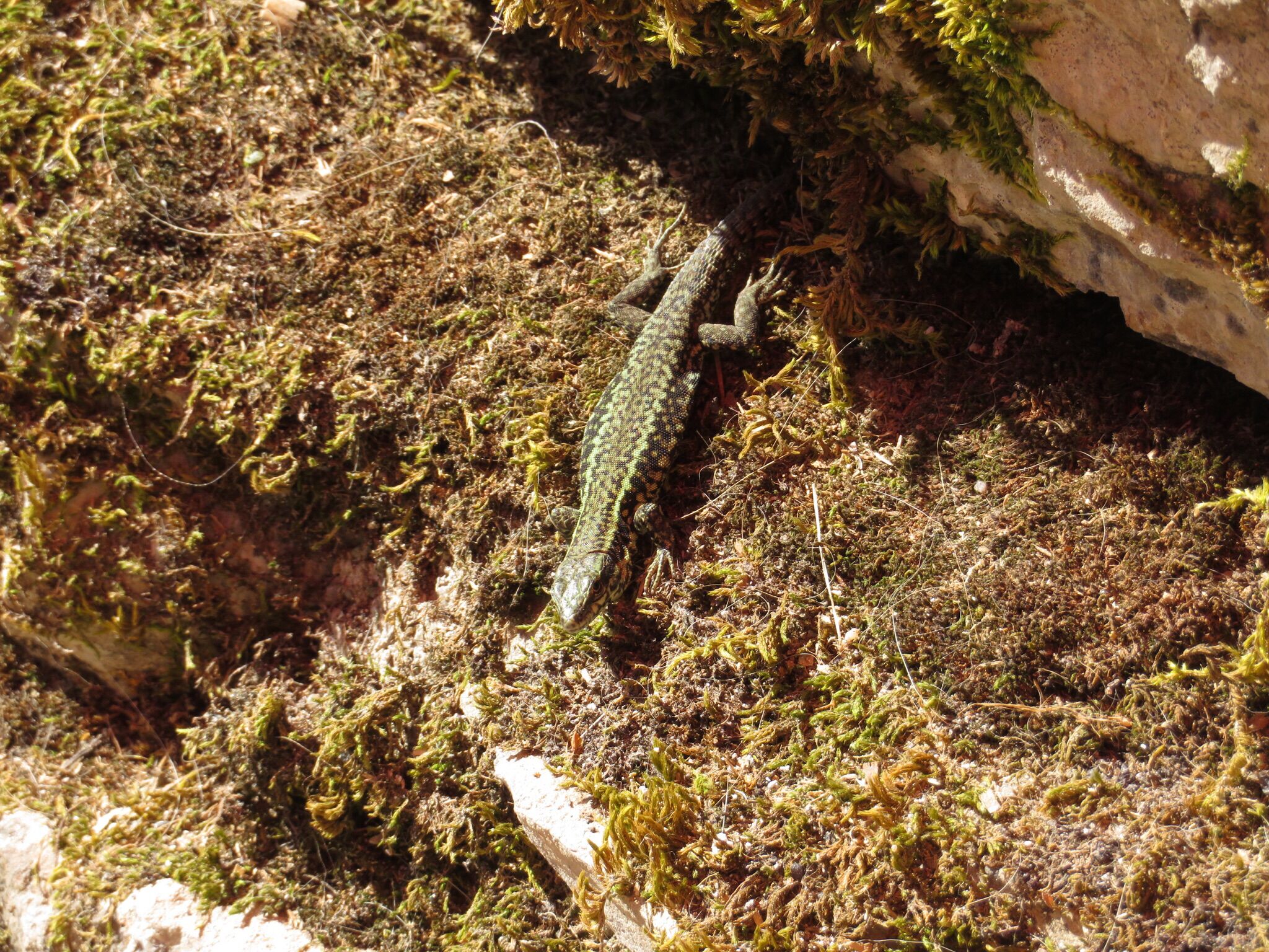 A lizard on a mossy surface.
