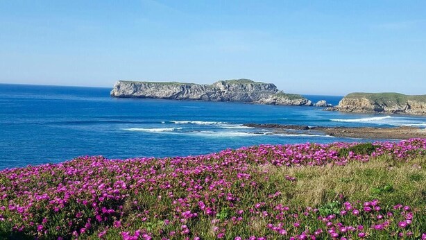 A coastal landscape with cliffs and a field of purple flowers. - Casa Charo with spectacular views of the sea (Cuchía, Miengo)