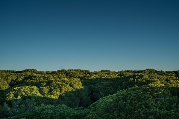 A dense forest with a clear sky. - Entre Pinos. Modern Andalus, beach access and views (Roche)
