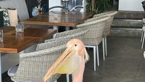 A large pelican standing in a dining area with wicker chairs and a wooden table. - Luxury apartment, UK TV and free WIFI. Near beach and restaurants, pool view   (Paphos)