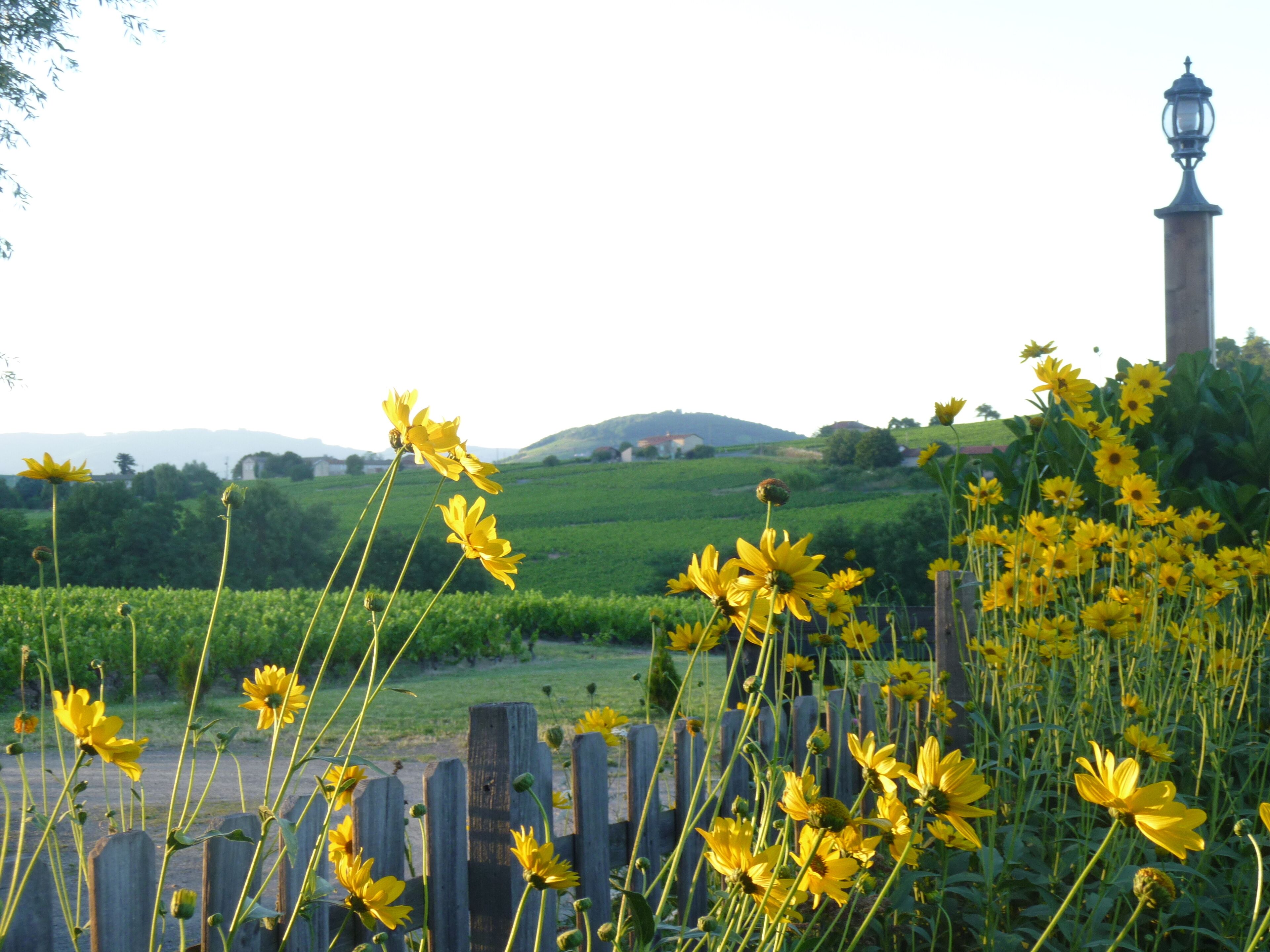 View from the garden towards Mount Brouilly - the chapel is lit up at night