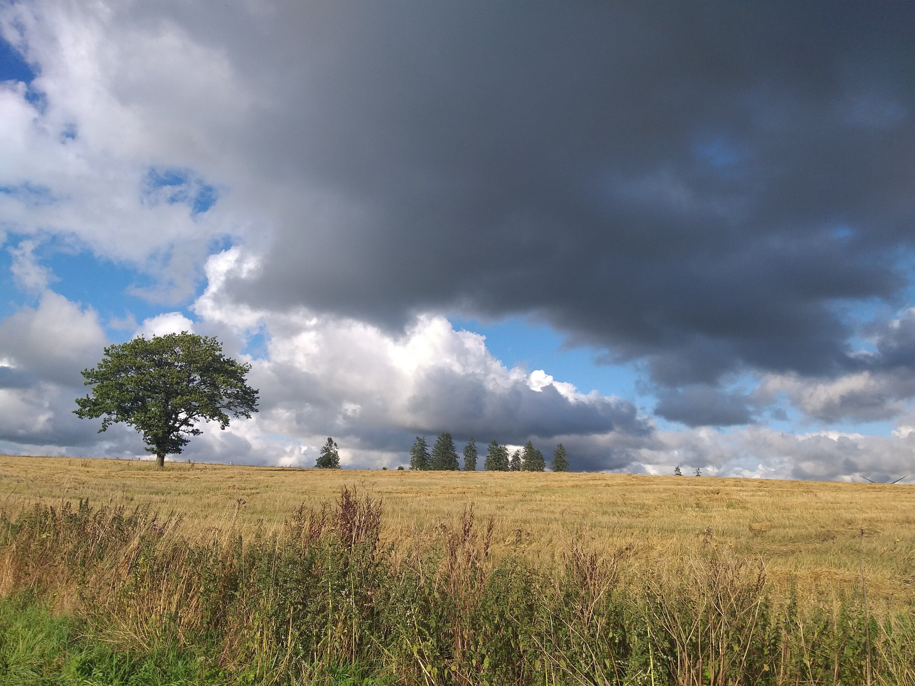 Een veld met een enkele boom en een heldere lucht met wolken.