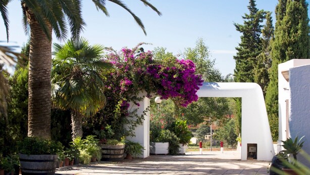 Un sendero conduce a un arco blanco adornado con flores púrpuras, rodeado de plantas en macetas y palmeras.