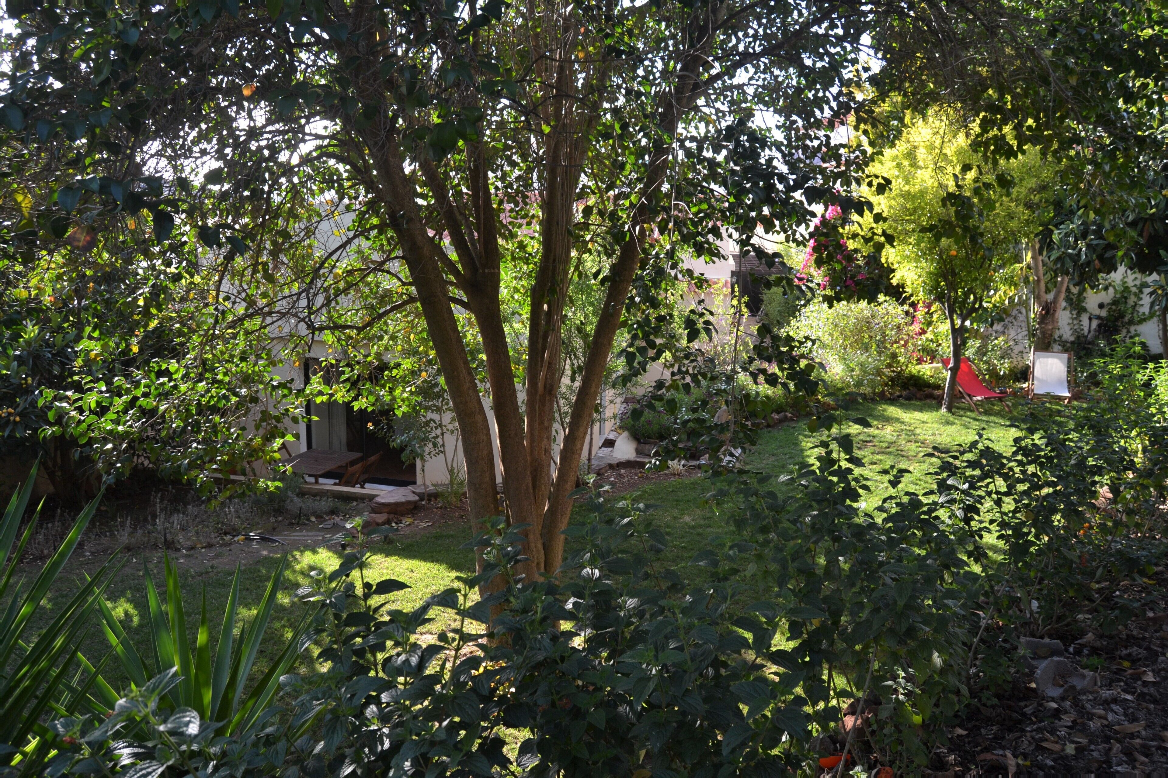 A garden with a variety of trees and shrubs, a lawn, and a small pathway.