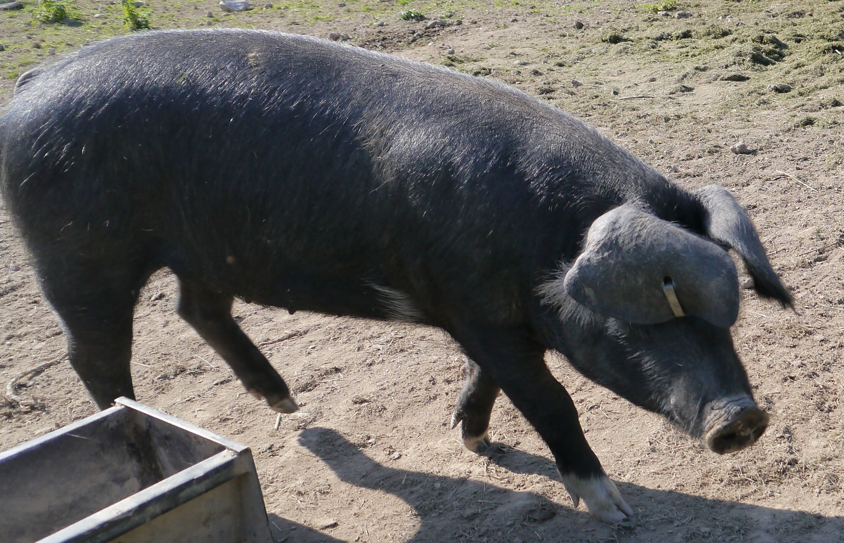 Un cochon dans un enclos rempli de terre.
