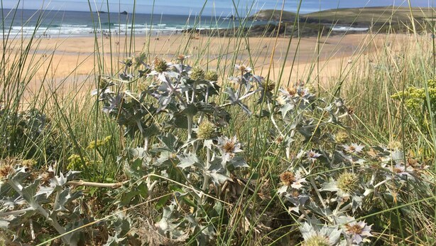 A beach with tall grasses and a view of the ocean.