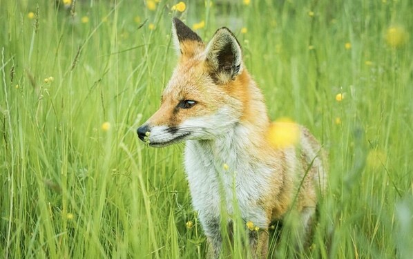 Un renard dans un champ d’herbe parsemé de fleurs jaunes.