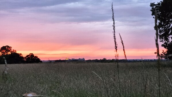 A field with tall grasses and a sunset in the background.