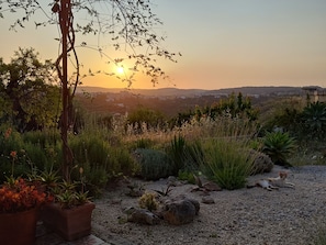 A garden with a variety of plants and a cat.