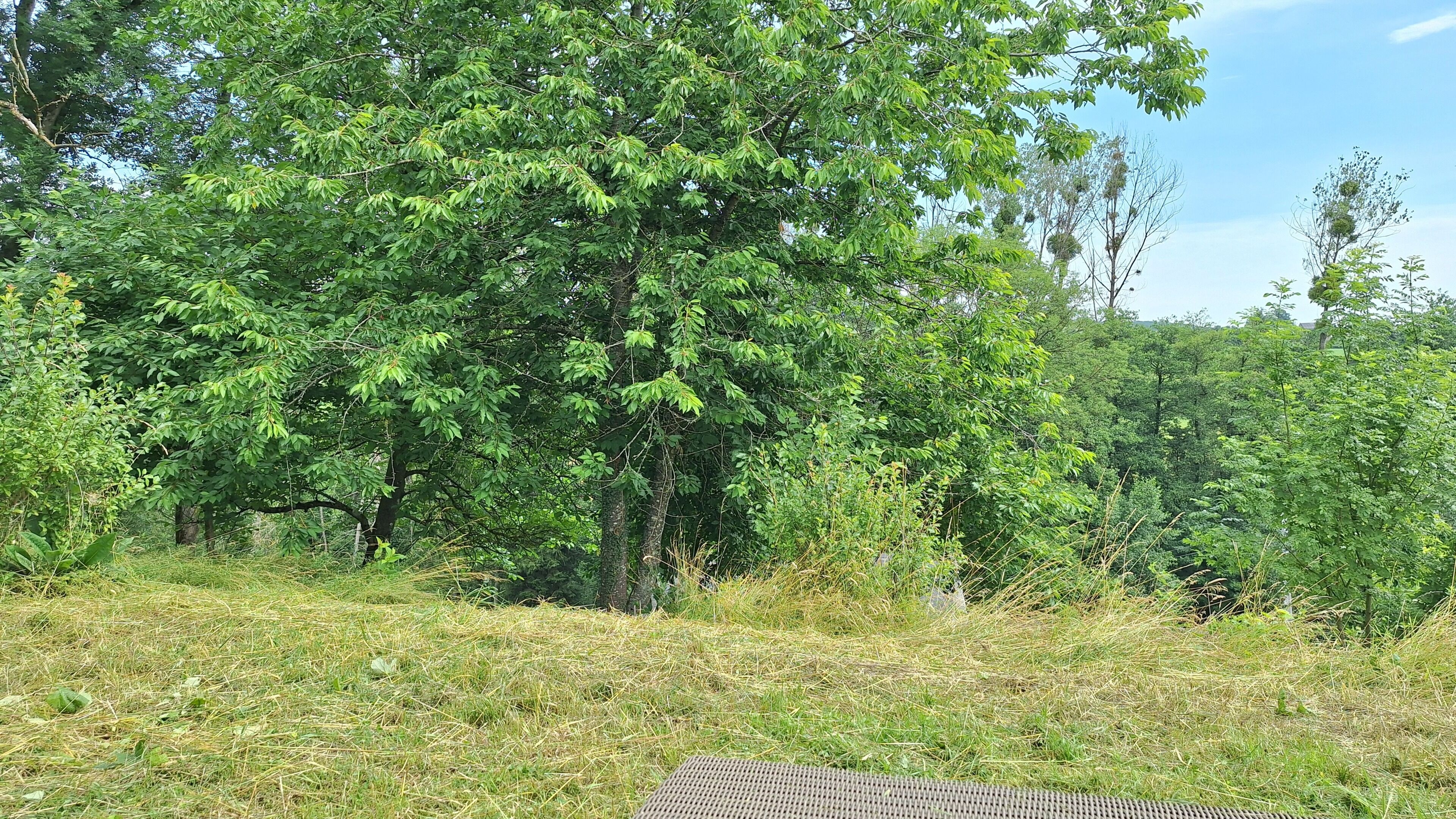 Un paysage naturel comprenant un grand arbre, une zone herbeuse et une structure métallique.