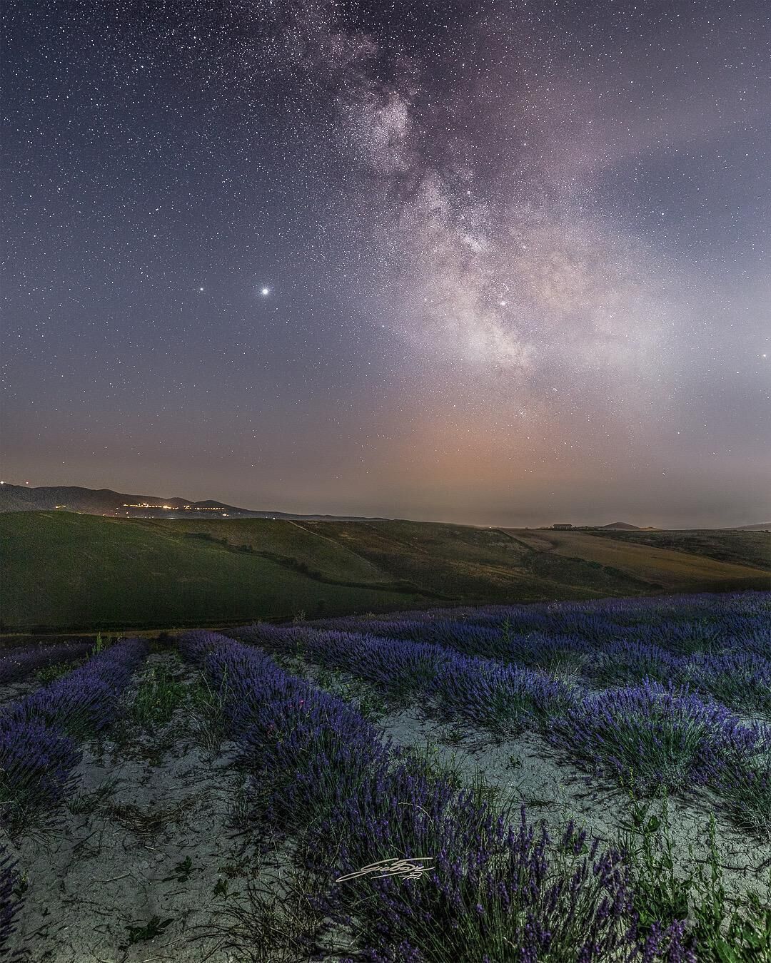 Un cielo notturno stellato con la Via Lattea sopra un campo di lavanda.