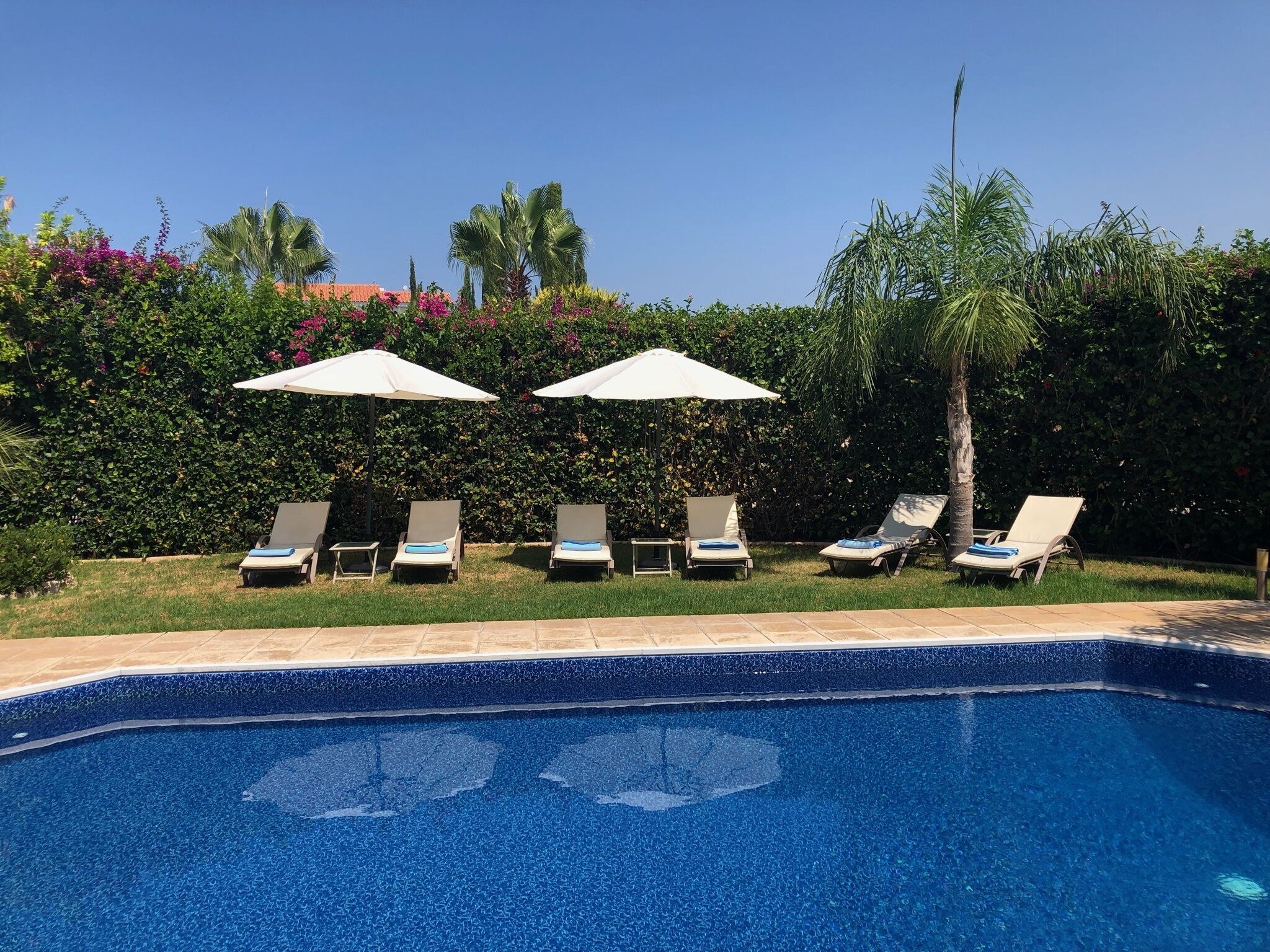 A swimming pool with lounge chairs and umbrellas, surrounded by lush greenery and palm trees.