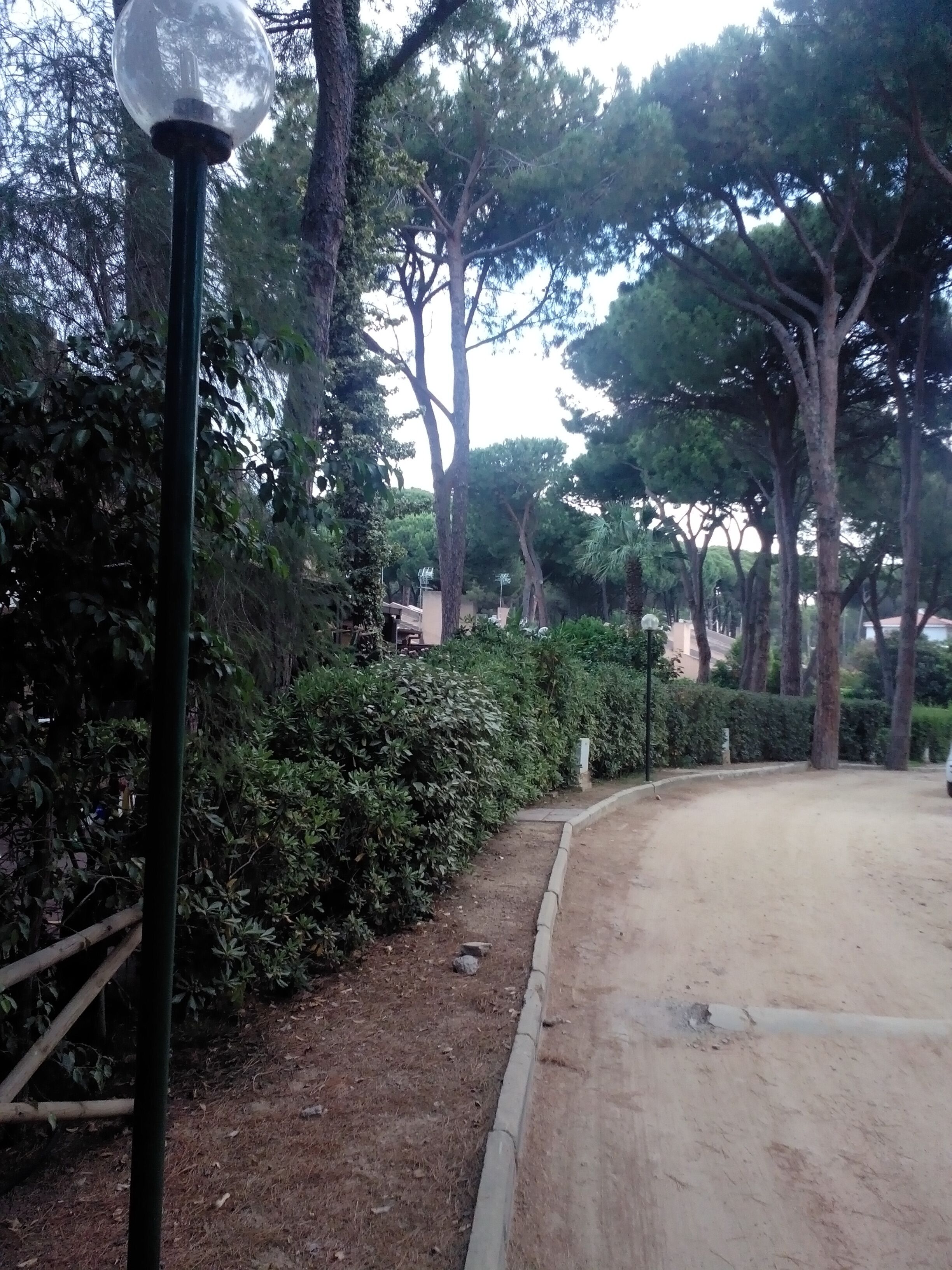 A paved pathway with a lamp post and dense greenery, including trees and bushes.