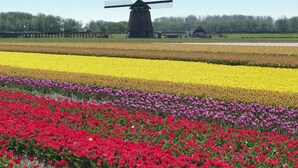 Un molino de viento en un campo de flores, con una estructura de madera al fondo.