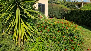 A garden with a palm tree and red flowers, a building with a white facade, and a clear blue sky.