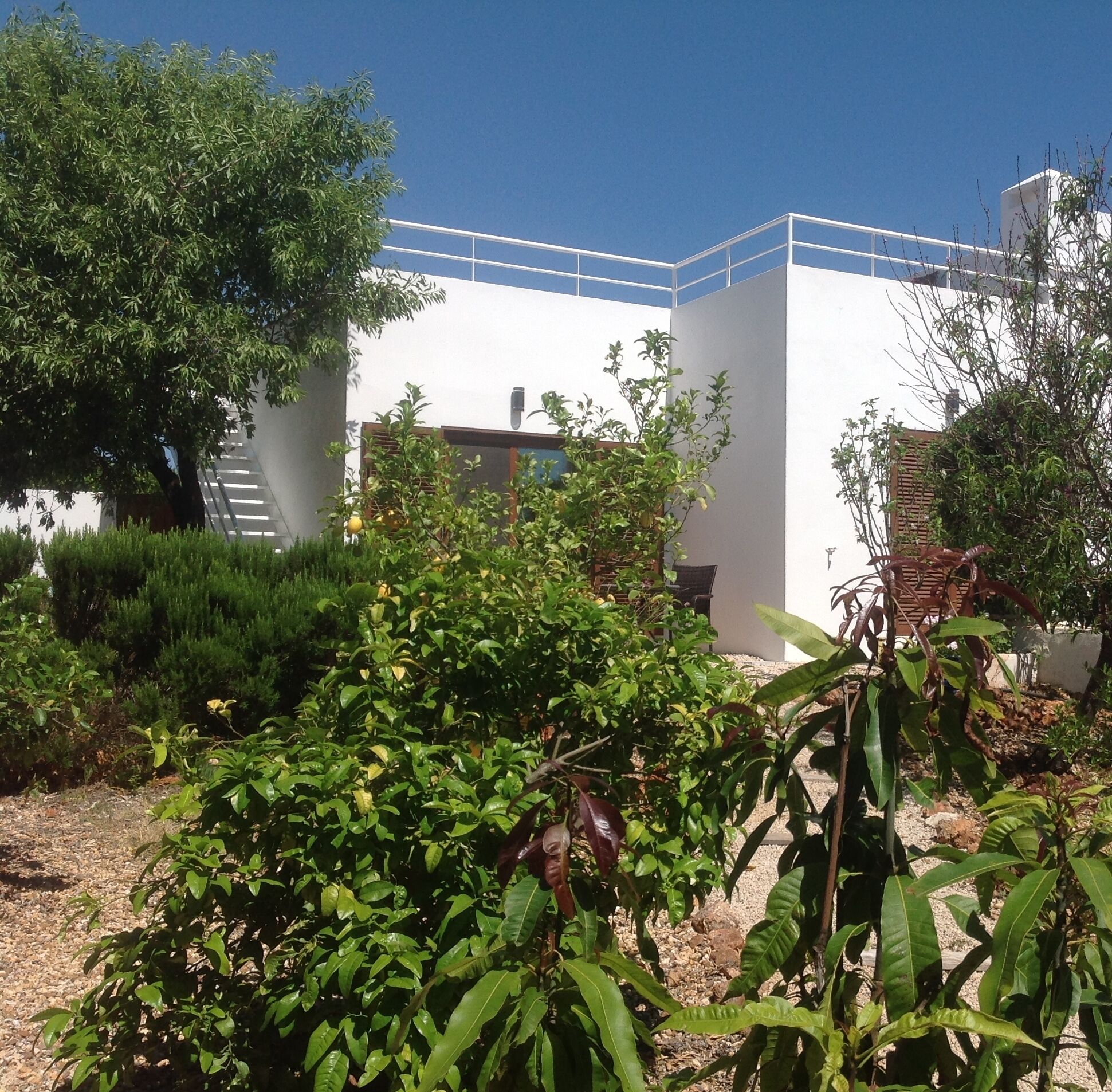 A modern building with a flat roof and white exterior walls, surrounded by various green plants and trees.