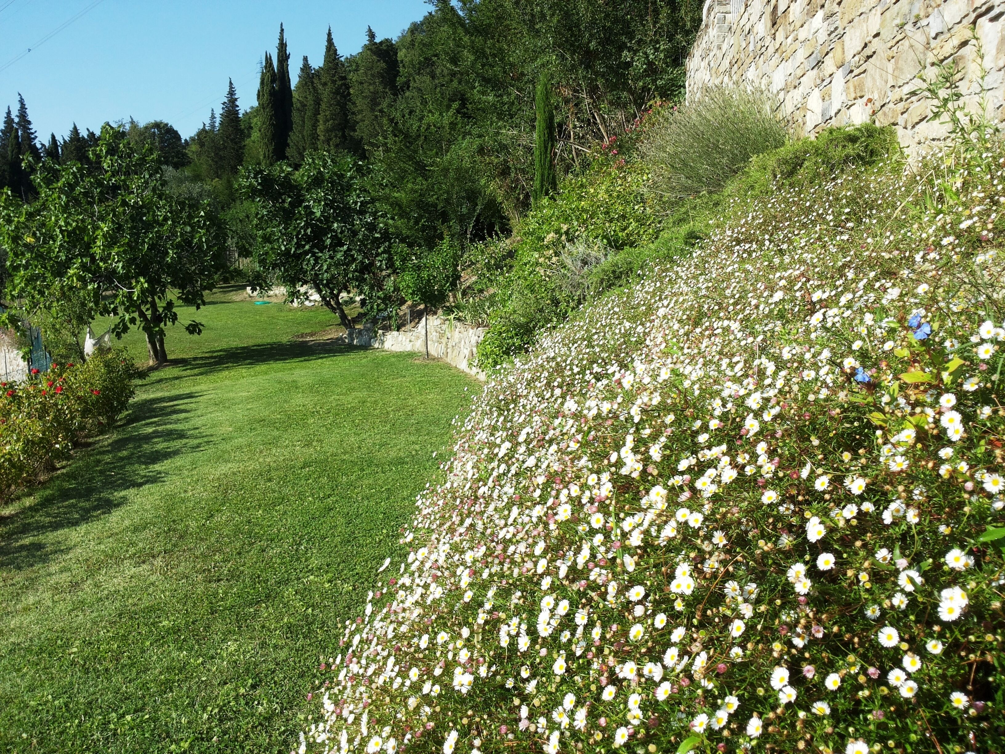 A garden with a grassy lawn, white flowers, and trees.