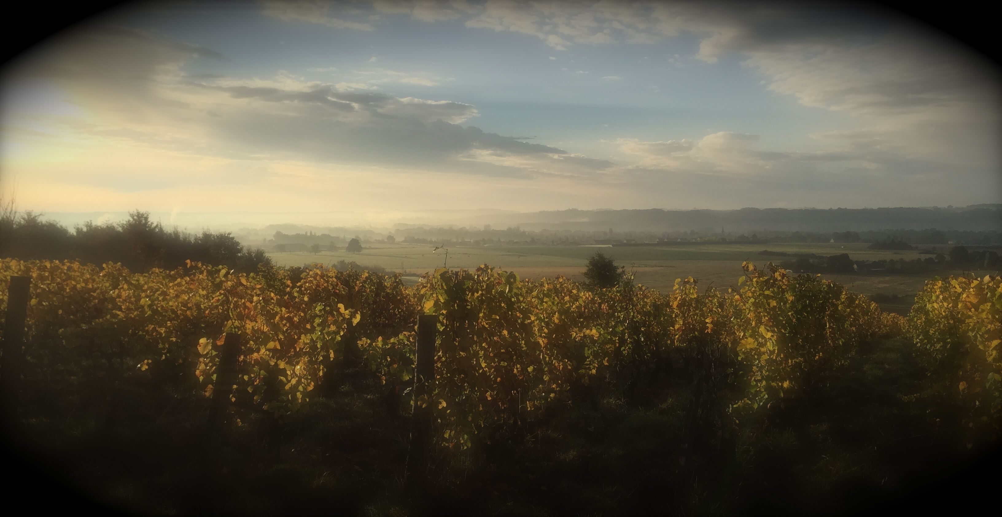 The Jasnières vines a walk away from La Petite Grange