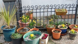 Verschiedene Kübelpflanzen und Blumen sind auf einer Schotterfläche vor einem Metallzaun angeordnet.