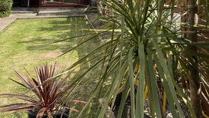 Ein zweistöckiges Haus mit Wintergarten, einem gepflegten Rasen und verschiedenen Pflanzen.