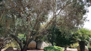 A garden with various trees, including a large olive tree, surrounded by rocks and other greenery. - Santa Giulia Beach & Charming stone house (porto vecchio)