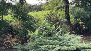 A dense coniferous tree in a natural setting with a grassy area and other vegetation around. - renting a beautiful villa in the moors (Lahosse)