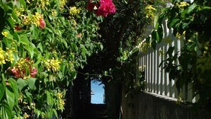 A narrow pathway flanked by lush greenery and a white fence, leading to a body of water.