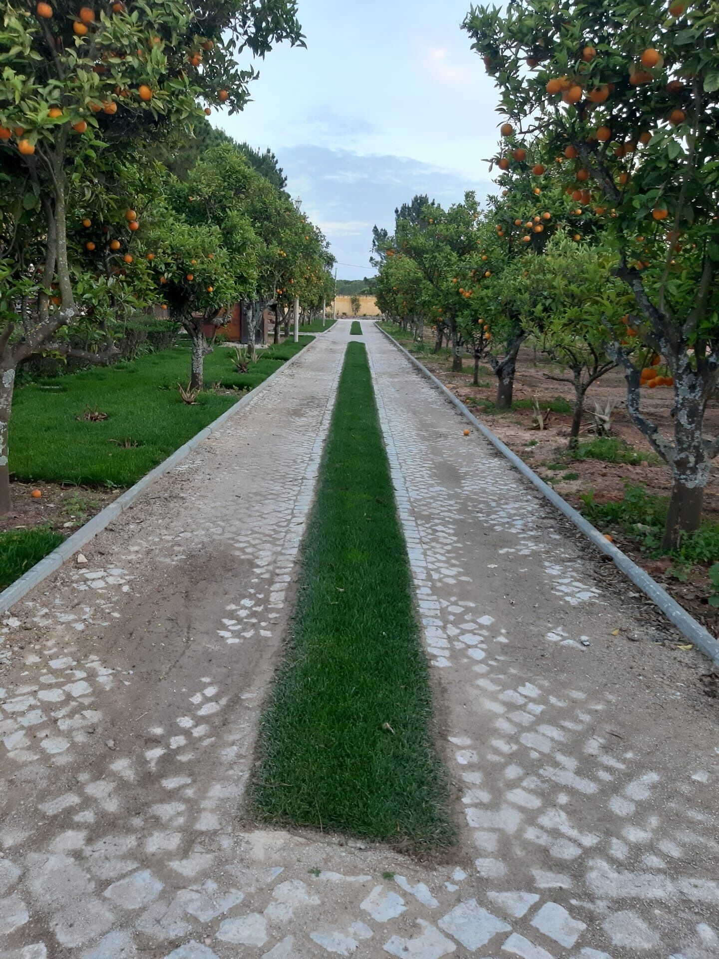 A pathway lined with orange trees and a central green strip.