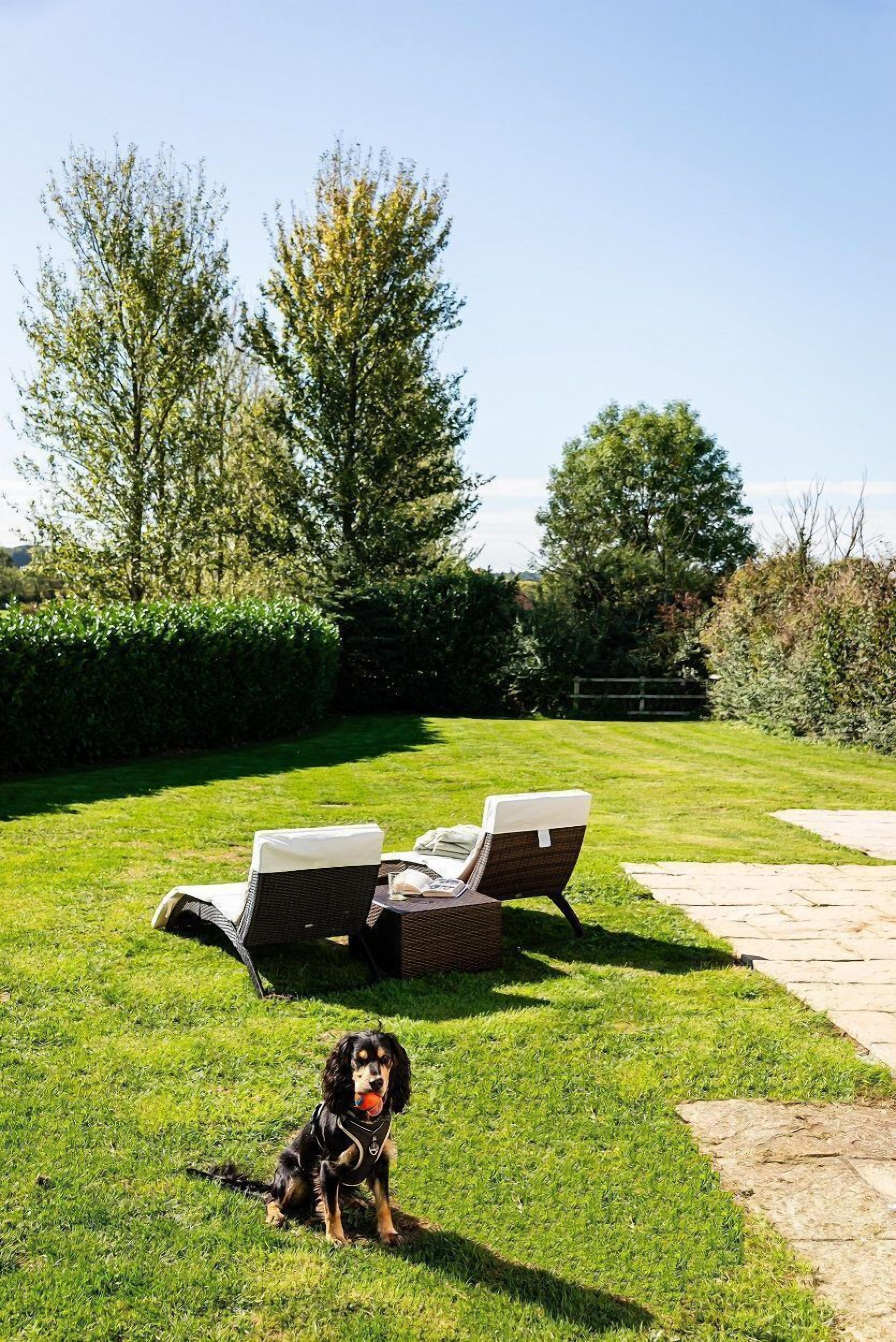 A dog sitting on a lawn with two lounge chairs and a stone pathway.