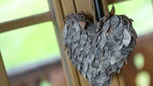 A bird's nest attached to a wooden structure. - Chalet Jessica - La Tzoumaz, 4 Vallees (La Tzoumaz)