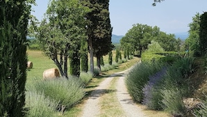 Un sendero de grava bordeado por altos árboles y exuberante vegetación, que conduce a una vista distante.
