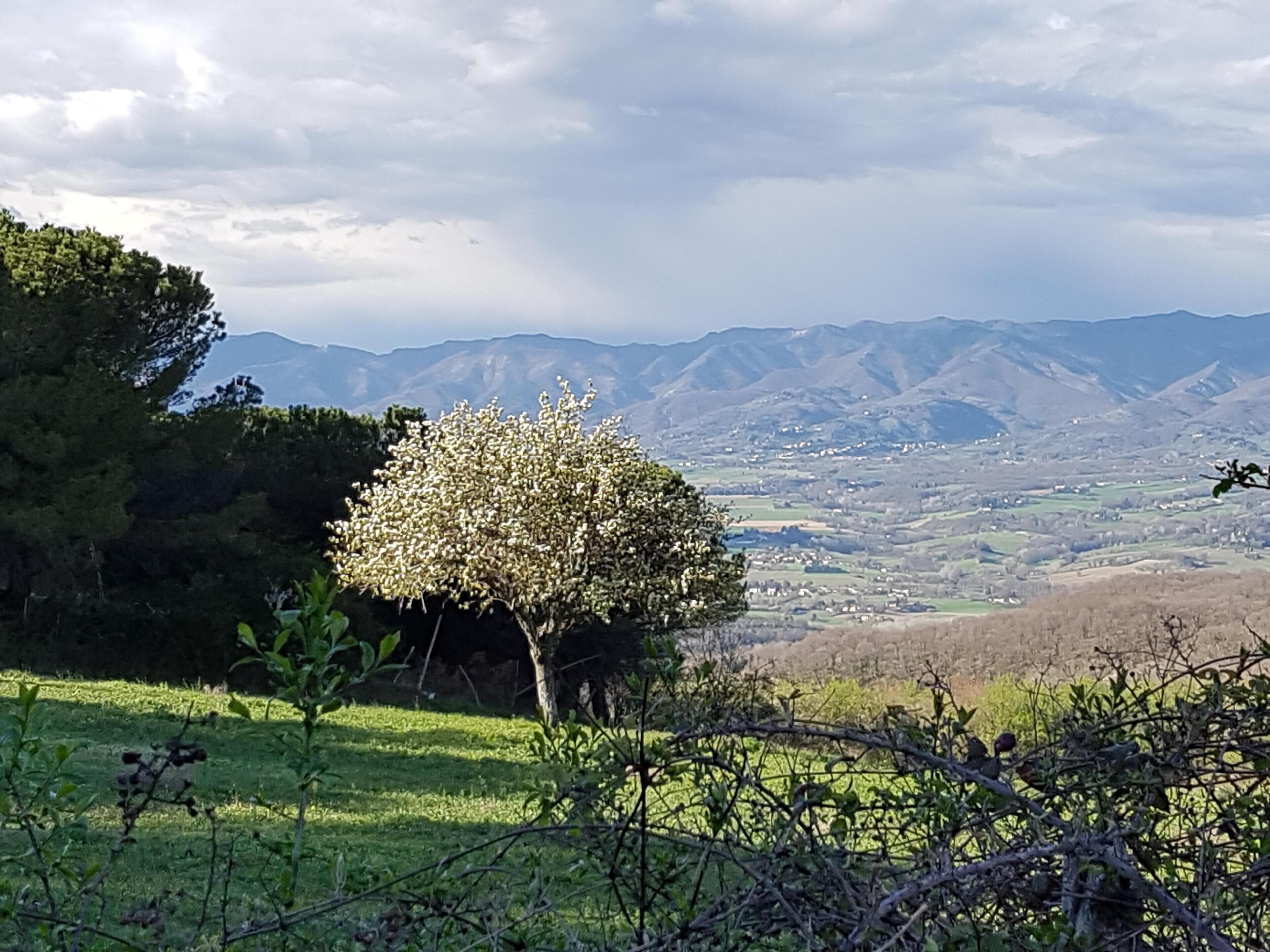 A landscape with a tree in the foreground, a valley with houses, and mountains in the background.