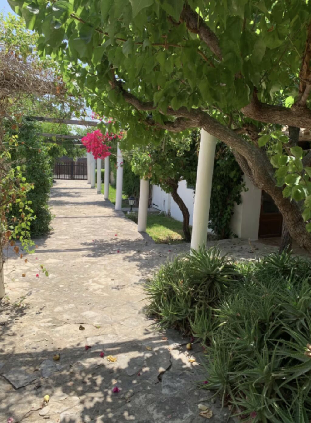 Un sendero bordeado de árboles y arbustos que conduce a un edificio con fachada blanca.