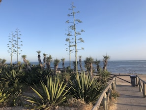 Beach nearby, sun-loungers