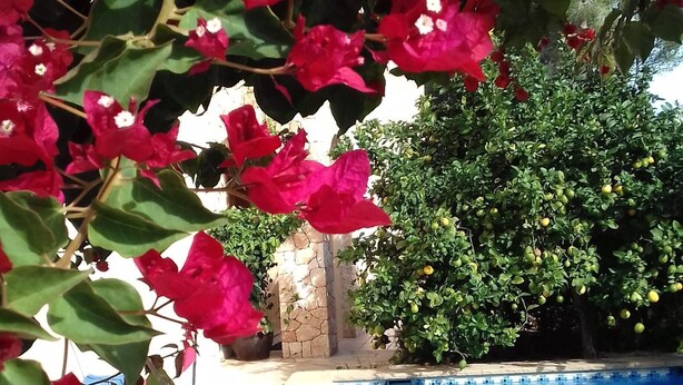 A swimming pool with clear blue water, surrounded by lush greenery and red flowers. - Ideal house to enjoy with your loved ones. (Santa Gertrudis de Fruitera)