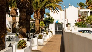 A pathway lined with palm trees and white planters, leading to a building with a white facade and a blue sign.