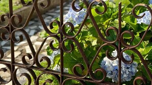 Un jardín con cerda metálica, follaje verde e hidrangeas.