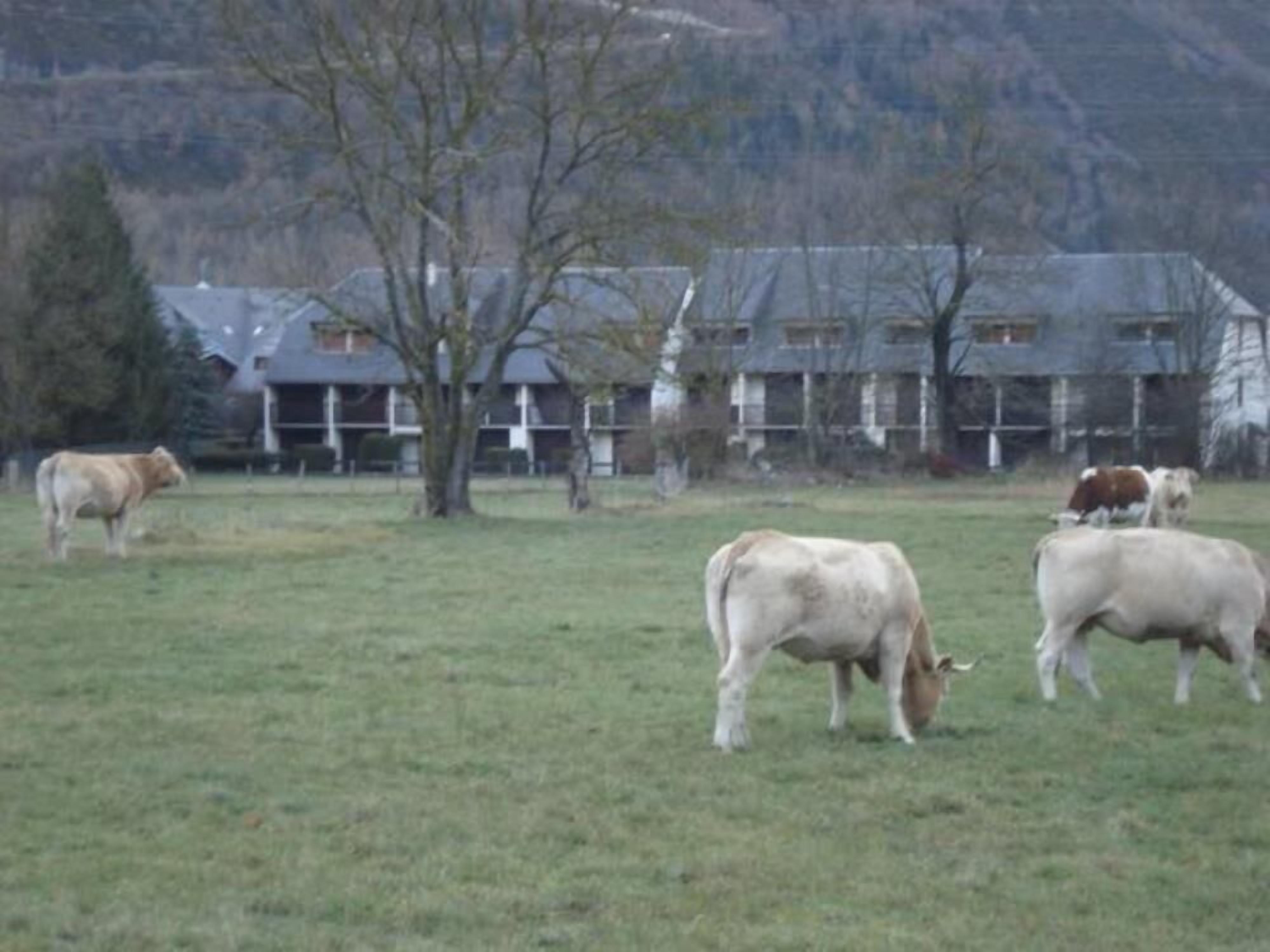 Een landelijk landschap met koeien die grazen in een veld, een groot gebouw met meerdere ramen, en een boom op de voorgrond.