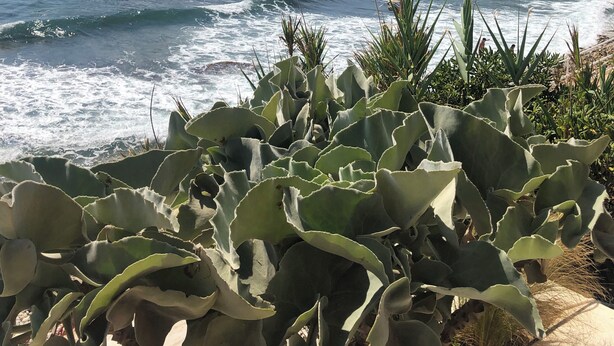 Kustlandschap met een rotsachtige klif, oceaan en cactussen op de voorgrond.
