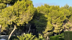 Een aangelegde tuin met een witte muur, een gebogen pad en diverse bomen en planten.