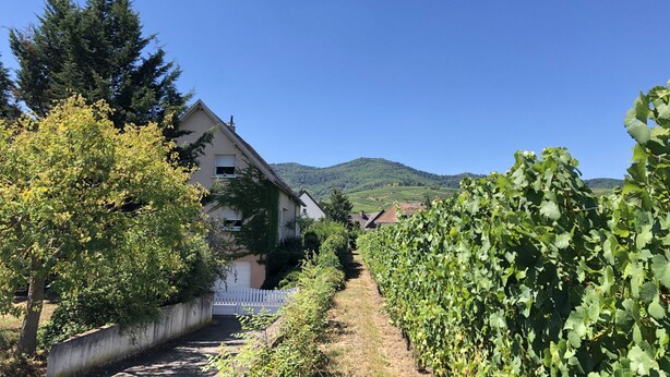 A vineyard with rows of grapevines, a house with a sloped roof, and a mountain in the background. - Apartment/ flat - Wettolsheim (Wettolsheim)