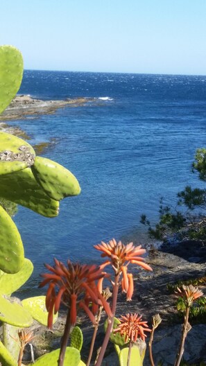 A coastal landscape with green cacti and orange flowers in the foreground, and a view of the ocean in the background. - INCREDIBLE VIEW (cadaques)