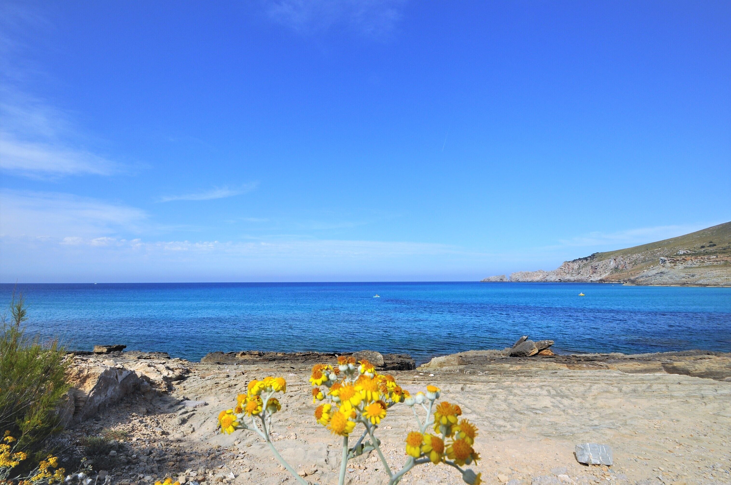 Un paysage côtier avec un ciel bleu dégagé, un terrain rocheux et des fleurs jaunes au premier plan.