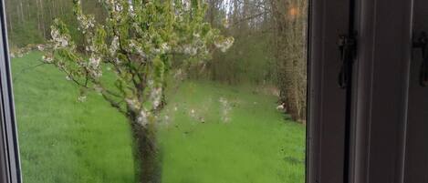 A view through a door of a grassy field with a tree in the center.