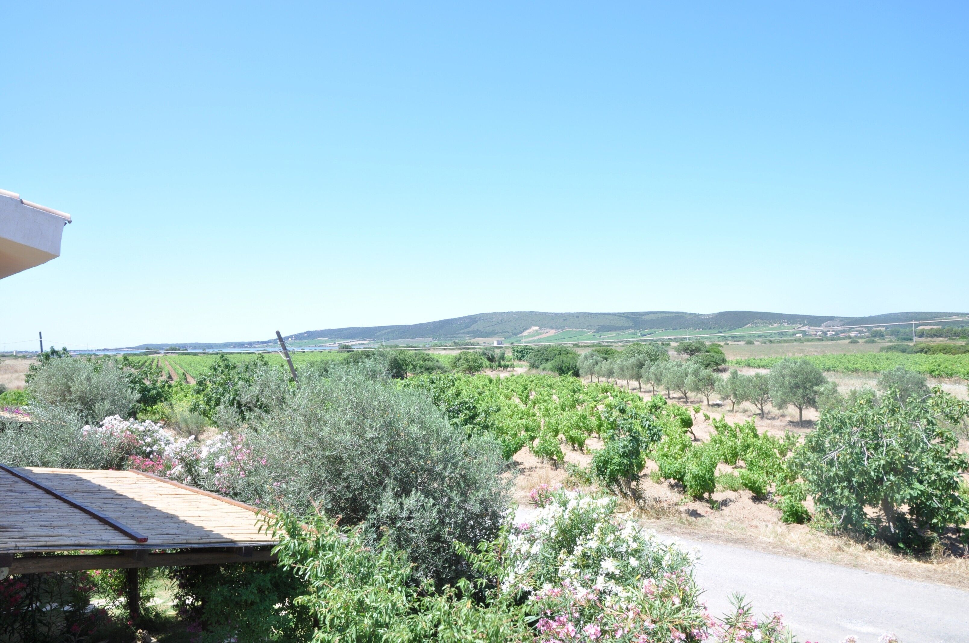 A vineyard with rows of grapevines, a dirt path, and a building with a sloped roof.
