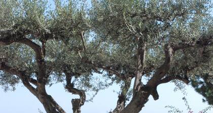 Gorgeous villa on the Faraglioni 3 rooms 6 places + extra suite 2 places