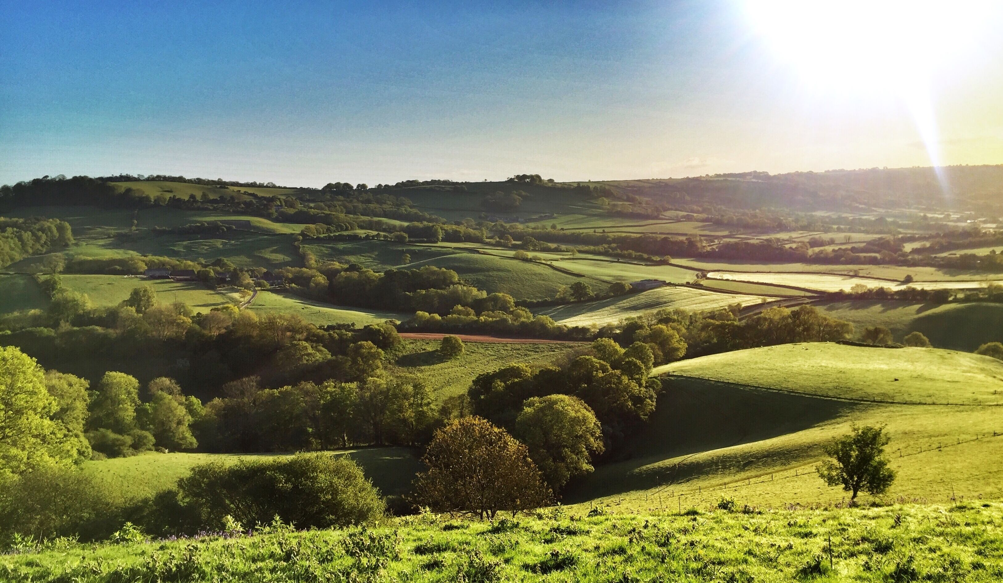 A panoramic view of rolling green hills with scattered trees and a clear sky.